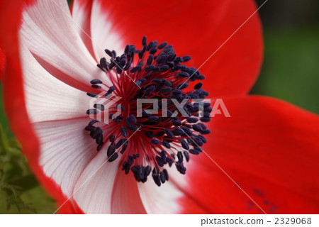 Anemones 2329068