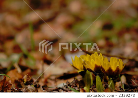 adonis ramosa, bloom, blossom 2329278
