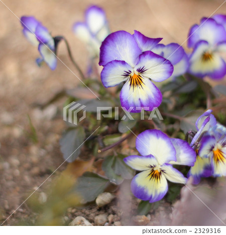 在花床上綻放的三色堇 2329316