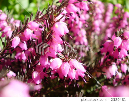 Erika Dari Emissis Erika Dari Emissis 2329481