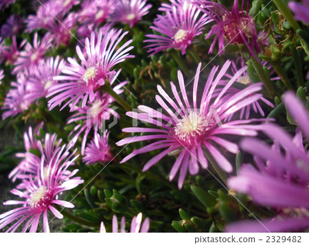 松針 松針 2329482