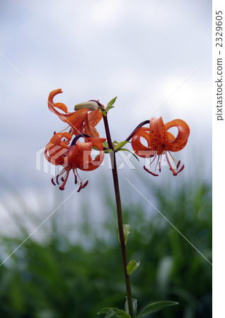 lilium medeoloides, oatbuled lily, bloom 2329605