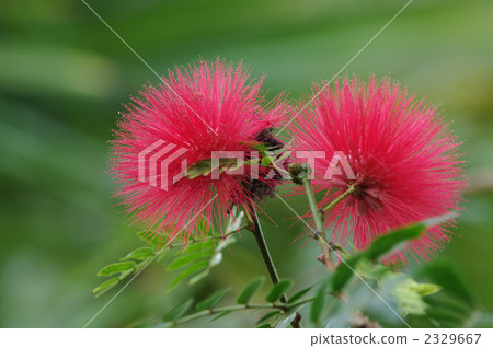 red powderpuff, calliandra haematocephala, crimson powder-puff 2329667