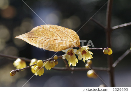 winter sweet, tobai apricot, wintersweet 2329693