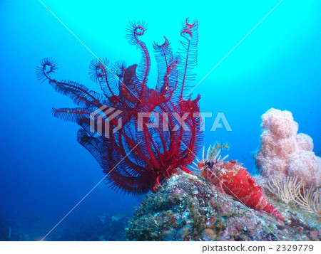Casago and Soft Coral Casago and Soft Coral 2329779