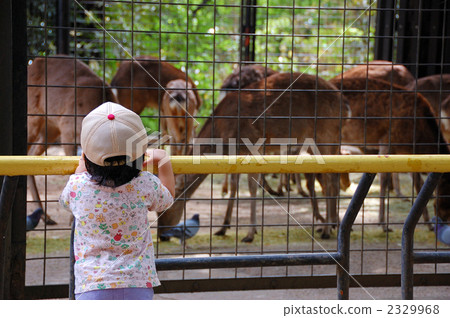 動物園11 2329968