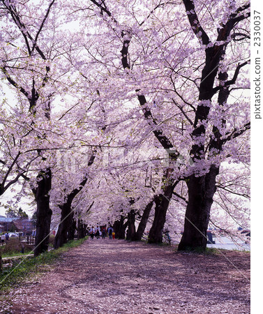Kakunodan Hinokawa內陸大堤 2330037