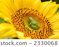 sunflower, sunflowers, frog 2330068