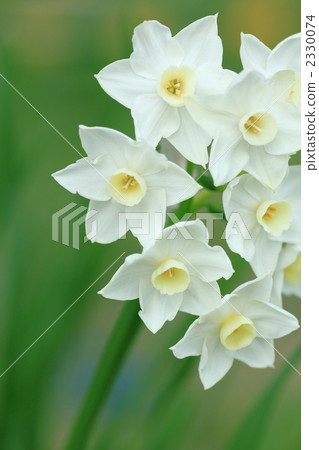 Green and daffodil Green and daffodil 2330074