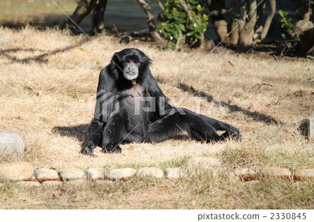 siamang, gibbon, lawn 2330845