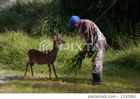 動物 男人 男 2330861