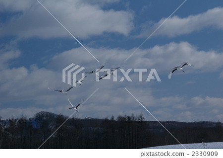 red-crowned crane, crane, cranes 2330909