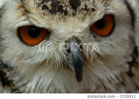 owl, bird, birds 2330911