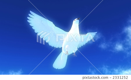 禽 鴿子 鴿 2331252