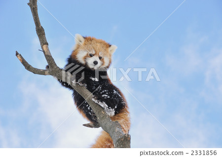 小熊貓 2331856