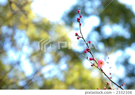 Yae Karashi of Omiya Park Yae Karashi of Omiya Park 2332108