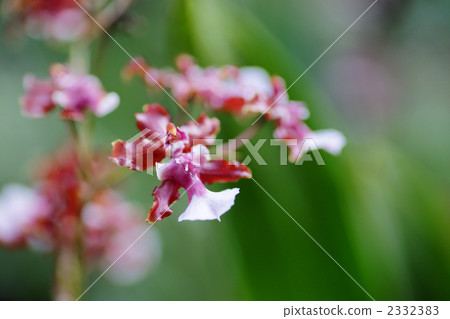 Ran (orchid) Ran (orchid) 2332383