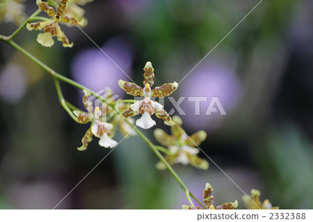 Ran (orchid) Ran (orchid) 2332388