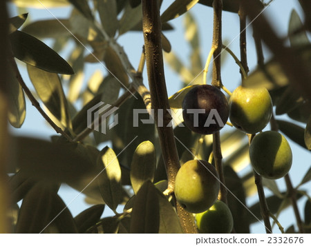 橄欖果 橄欖果 2332676