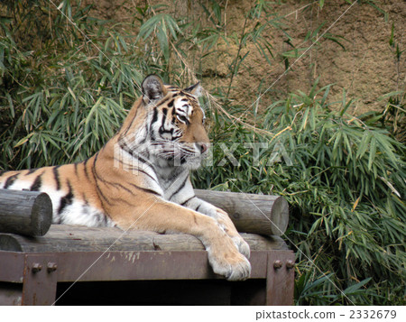 一隻老虎的畫像 一隻老虎的畫像 2332679