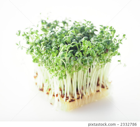 水芹芽 水芹芽 2332786