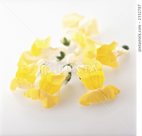 捕龍 捕龍 2332787