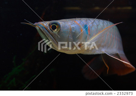銀龍魚 銀龍魚 2332973