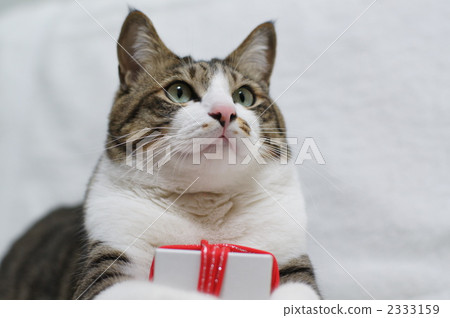 一隻貓要出席 2333159