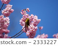 white-eye, white eye, cherry blossom 2333227