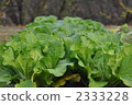 Cabbage 2333228