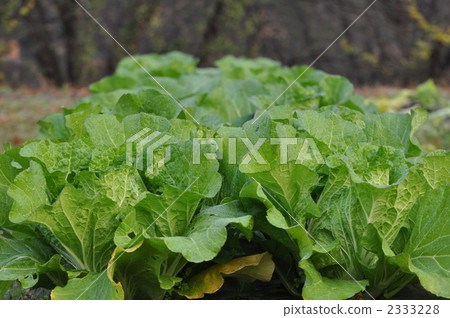Cabbage 2333228