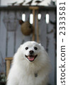 Smile full face 2333581