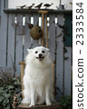 Gentle smile 2333584