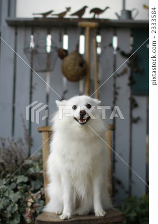 Gentle smile Gentle smile 2333584
