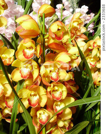 Cymbidium Wonderland Cymbidium Wonderland 2333688