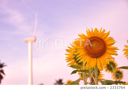 向日葵和風力發電 向日葵和風力發電 2333764