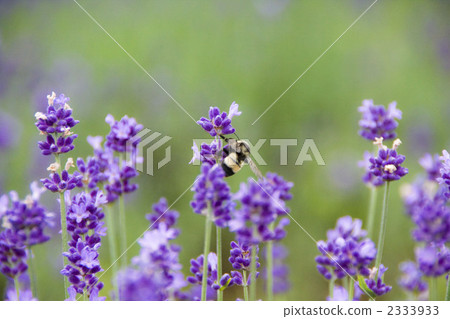 Lavender and bee 2333933