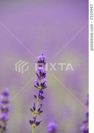 Lavender closeup Lavender closeup 2333947