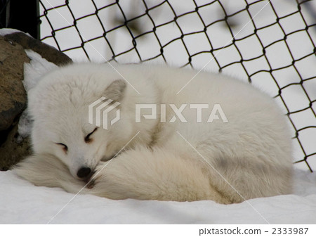 Arctic fox Arctic fox 2333987