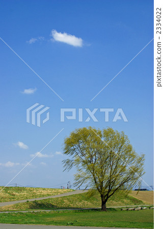 風和柳樹 風和柳樹 2334022