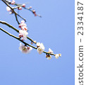 梅花 2334187