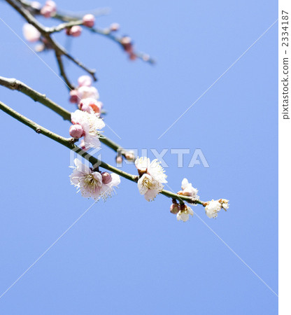 梅花 梅花 2334187