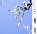 梅花 2334209