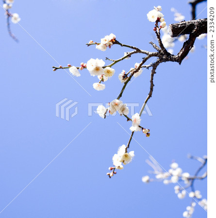 梅花 2334209