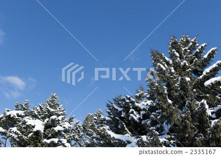 Winter pine 2335167