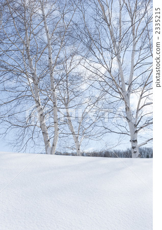 Birch winter bark Birch winter bark 2335215