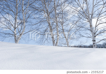 Birch winter bark 2335217