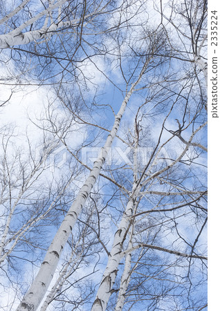 Winter birch and blue sky Winter birch and blue sky 2335224
