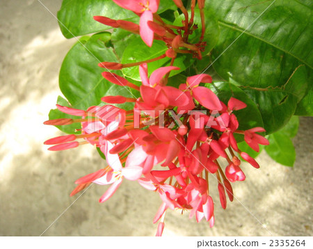 Santanka 2335264