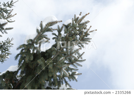 說謊在杉樹的雪 說謊在杉樹的雪 2335266